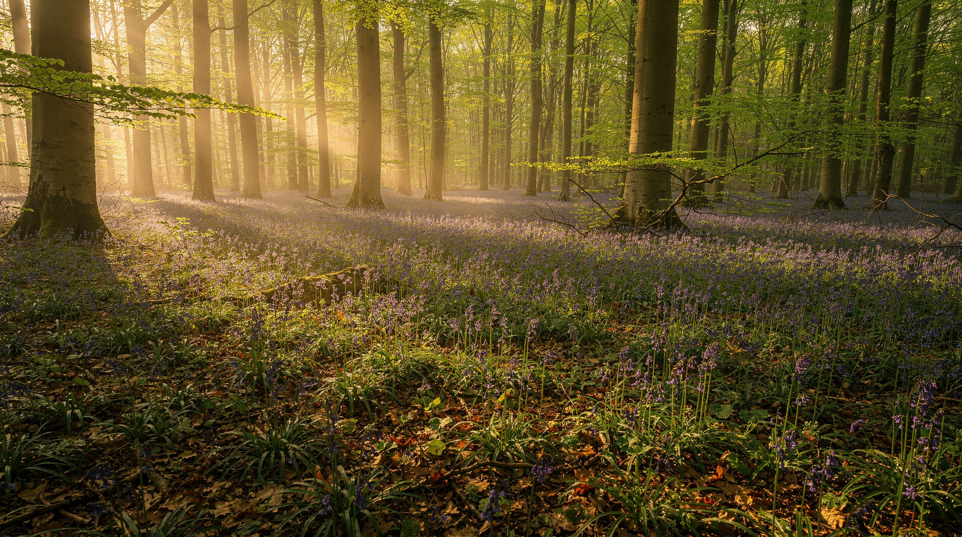 Hallerbos — Belgium's bluebell forest, three weeks in mid-April