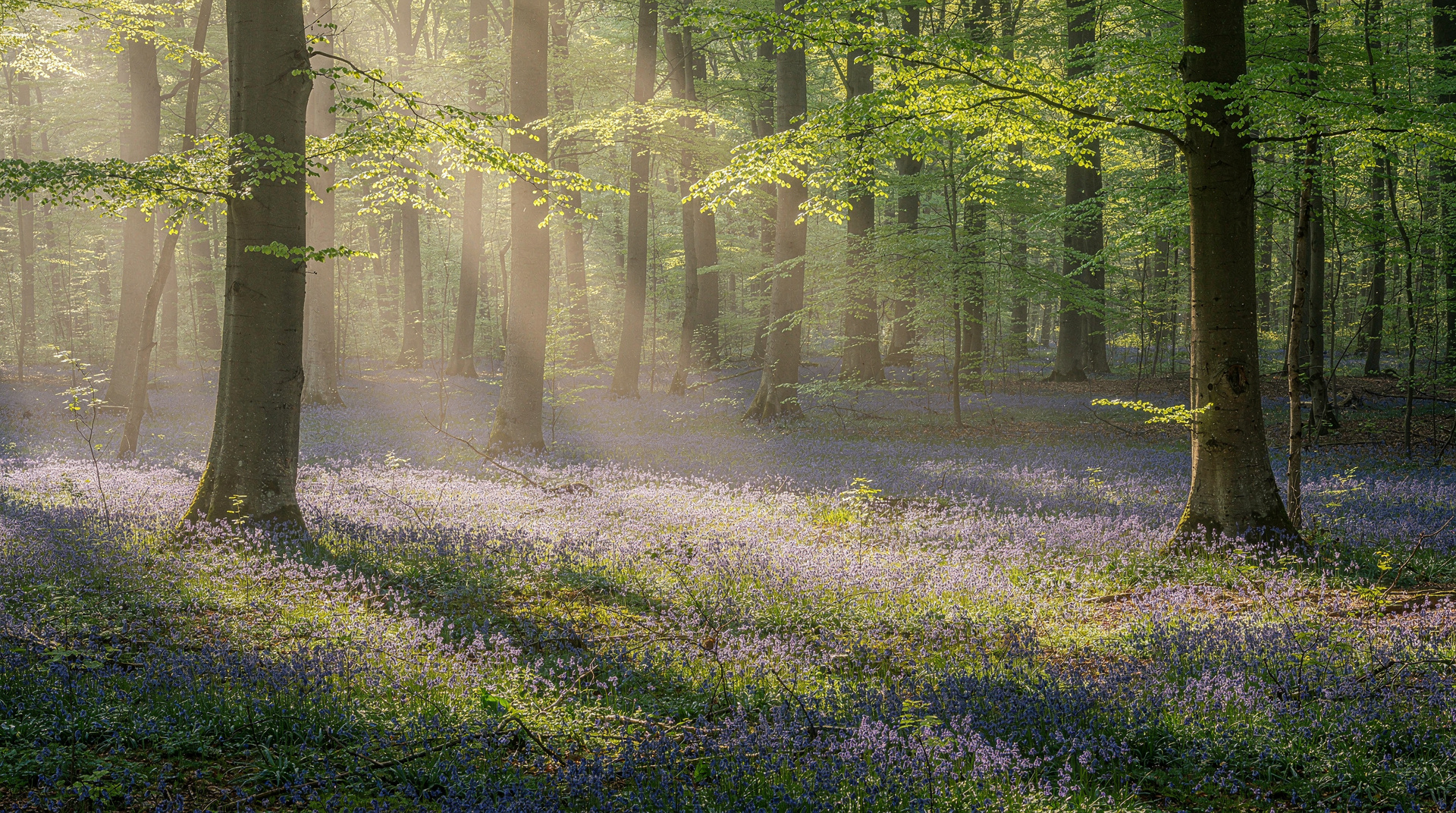 Hallerbos bluebells guide: the blue forest near Brussels — A guide to the Hallerbos bluebells near Brussels — the magical blue forest that 